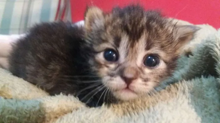 Gato ra a Srd idade 2 a 6 meses nome Gatinhos fofinhos