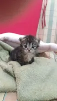 Gatinhos fofinhos