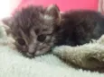 Gatinhos fofinhos