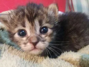 Gato raça Srd idade 2 a 6 meses nome Gatinhos fofinhos