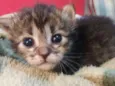 Gatinhos fofinhos