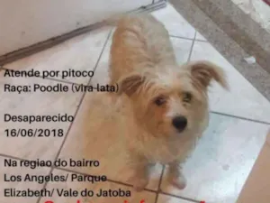 Cachorro raça vira lata idade 3 anos nome Pitoco