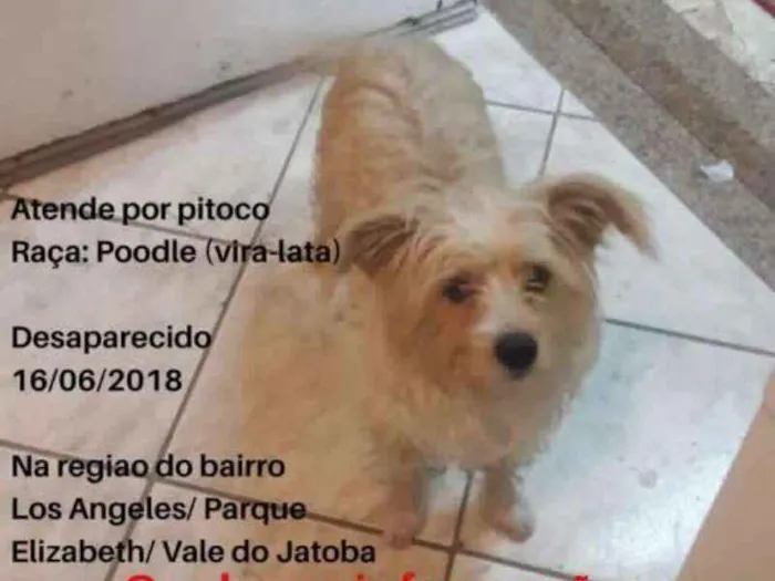 Cachorro ra a vira lata idade 3 anos nome Pitoco