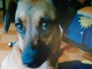 Cachorro raça vira lata idade 1 ano nome Paçoca