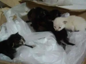 Gato raça vira lata idade Abaixo de 2 meses nome sem nome 