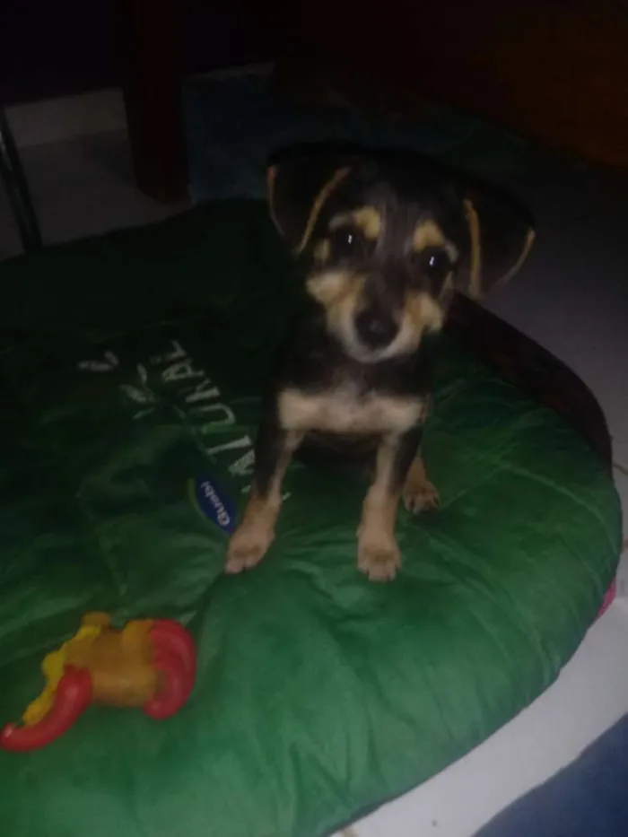 Cachorro ra a SRD idade 2 a 6 meses nome Estopinha