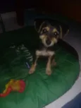 Estopinha