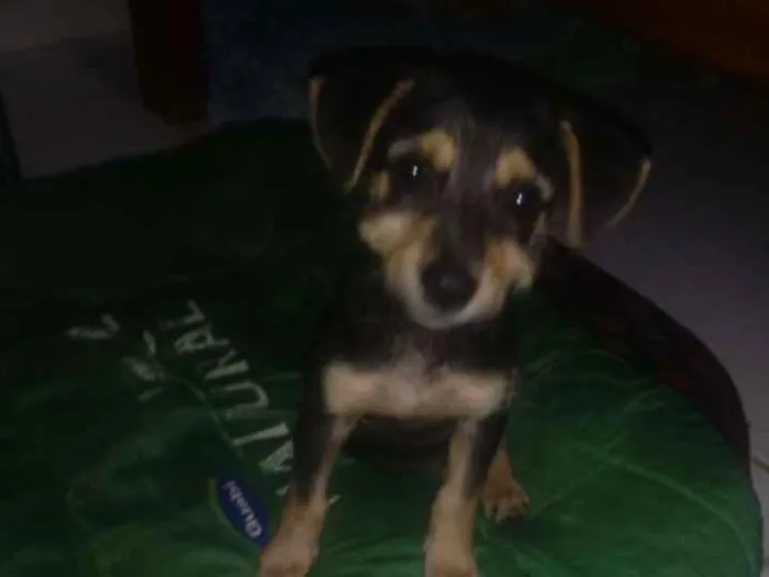 Cachorro ra a SRD idade 2 a 6 meses nome Estopinha