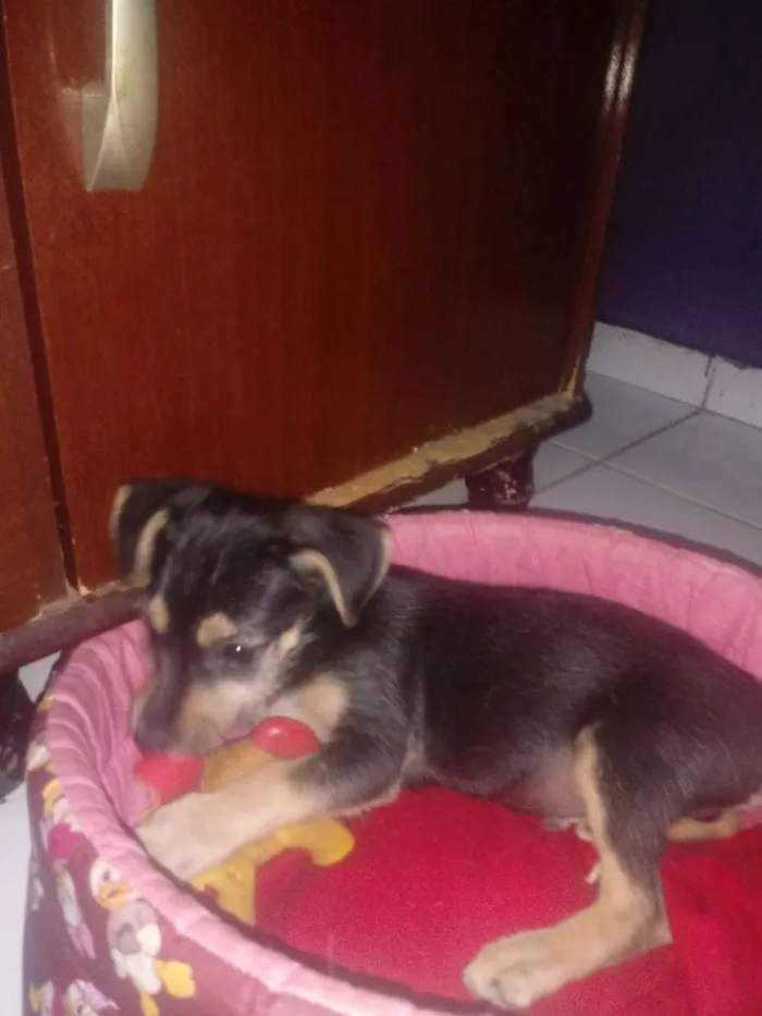 Cachorro ra a SRD idade 2 a 6 meses nome Estopinha