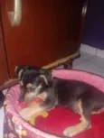 Estopinha