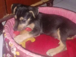 Cachorro raça SRD idade 2 a 6 meses nome Estopinha