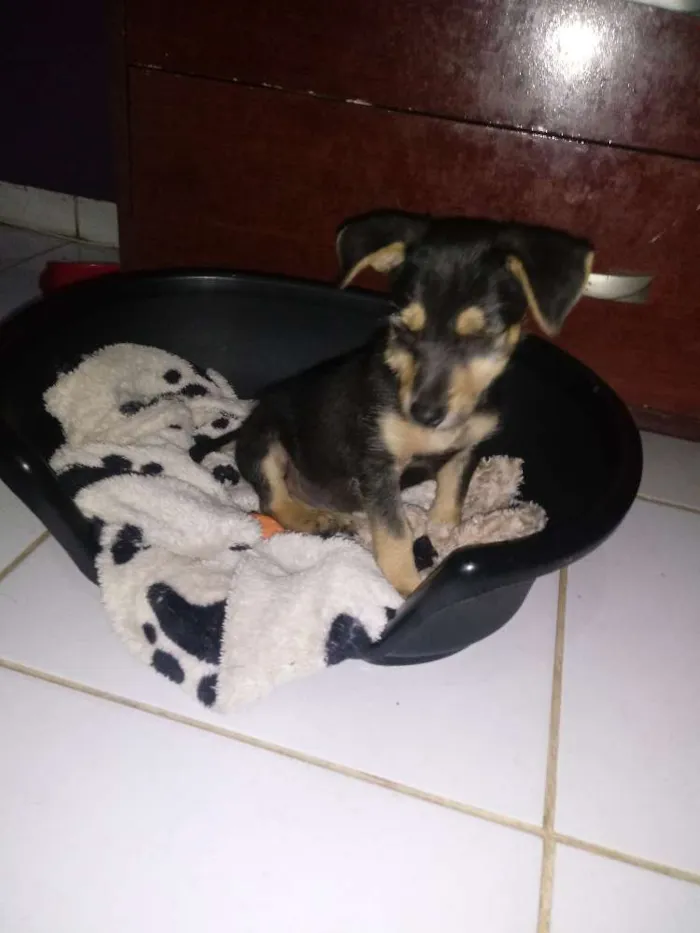Cachorro ra a SRD idade 2 a 6 meses nome Estopinha