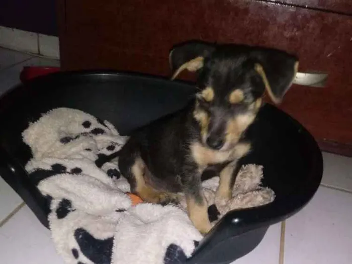 Cachorro ra a SRD idade 2 a 6 meses nome Estopinha