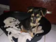 Estopinha
