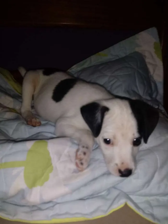 Cachorro ra a SRD idade Abaixo de 2 meses nome Manchinha