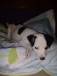 Manchinha