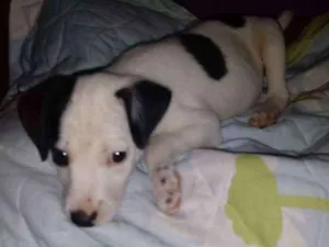 Cachorro raça SRD idade Abaixo de 2 meses nome Manchinha