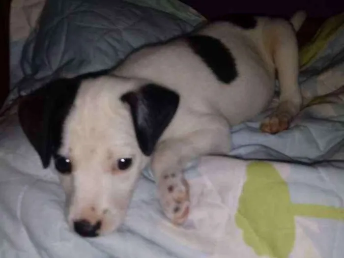 Cachorro ra a SRD idade Abaixo de 2 meses nome Manchinha