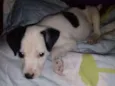 Manchinha