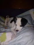 Manchinha