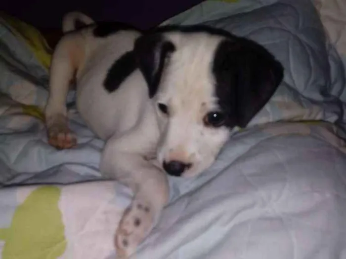 Cachorro ra a SRD idade Abaixo de 2 meses nome Manchinha
