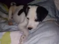 Manchinha