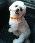 Lhasa Adulto