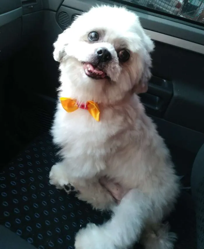 Cachorro ra a Lhasa Apso idade 6 ou mais anos nome Lhasa Adulto