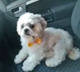 Lhasa Adulto
