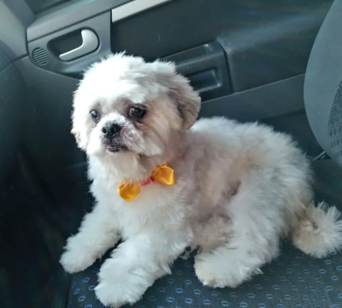 Cachorro ra a Lhasa Apso idade 6 ou mais anos nome Lhasa Adulto