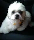 Lhasa Adulto