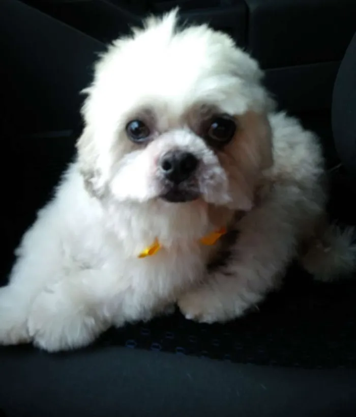 Cachorro ra a Lhasa Apso idade 6 ou mais anos nome Lhasa Adulto