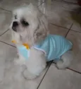 Lhasa Adulto