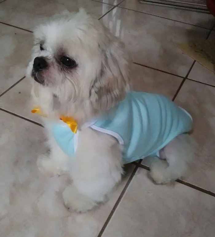 Cachorro ra a Lhasa Apso idade 6 ou mais anos nome Lhasa Adulto