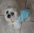 Lhasa Adulto