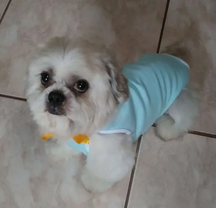 Cachorro ra a Lhasa Apso idade 6 ou mais anos nome Lhasa Adulto