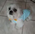 Lhasa Adulto