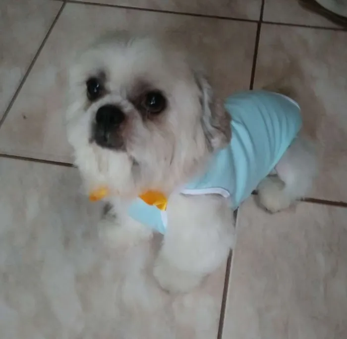 Cachorro ra a Lhasa Apso idade 6 ou mais anos nome Lhasa Adulto