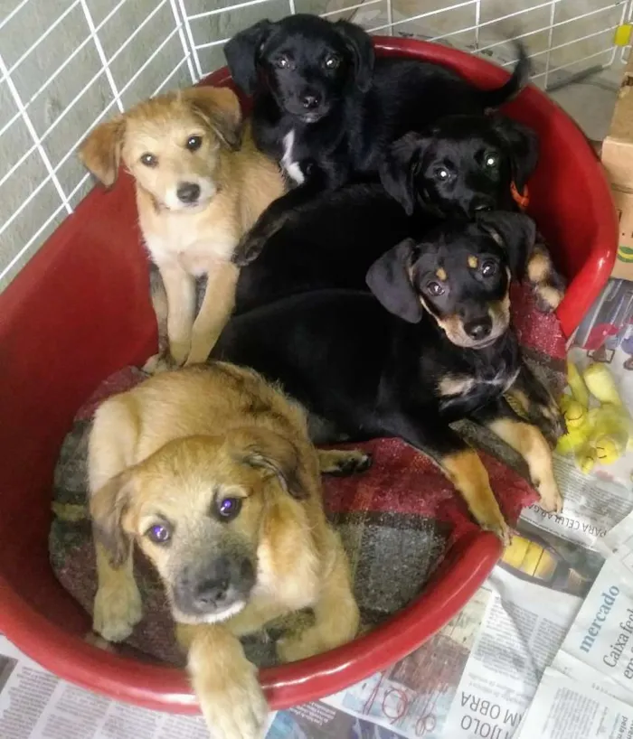 Cachorro ra a SRD idade 2 a 6 meses nome Filhotes gordinhos