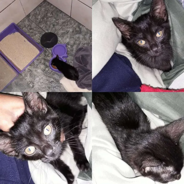 Gato ra a Não sei idade Abaixo de 2 meses nome Não tem nome