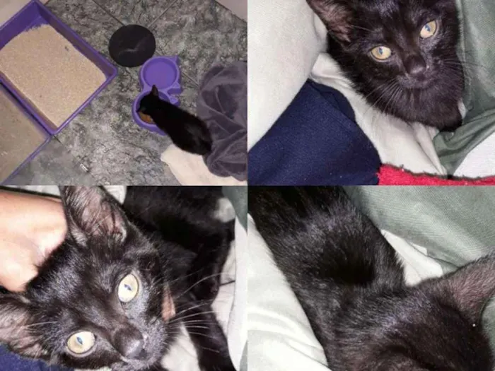 Gato ra a Não sei idade Abaixo de 2 meses nome Não tem nome