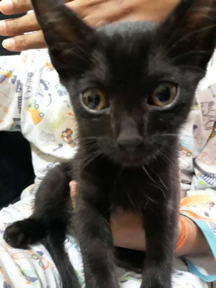 Gato ra a Não sei idade Abaixo de 2 meses nome Não tem nome