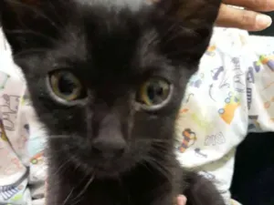 Gato raça Não sei idade Abaixo de 2 meses nome Não tem nome