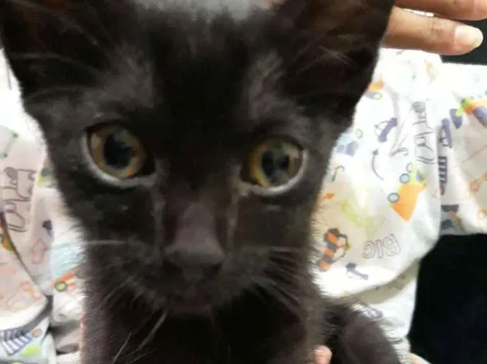 Gato ra a Não sei idade Abaixo de 2 meses nome Não tem nome