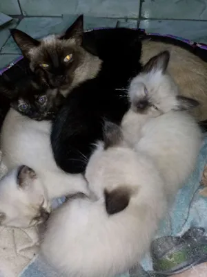 Gato raça viralata idade 2 a 6 meses nome Mãe meg