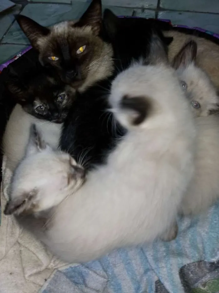 Gato ra a viralata idade 2 a 6 meses nome Mãe meg