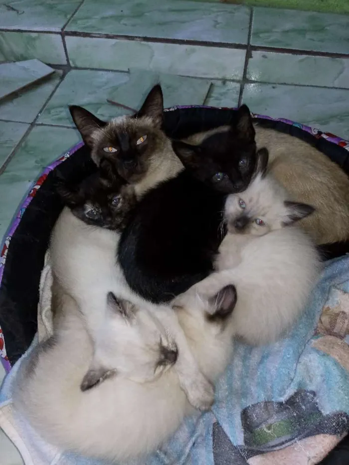 Gato ra a viralata idade 2 a 6 meses nome Mãe meg
