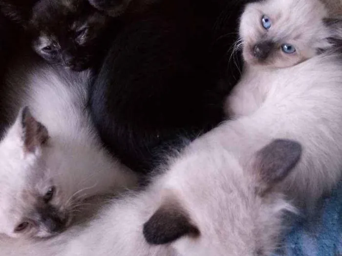 Gato ra a viralata idade 2 a 6 meses nome Mãe meg