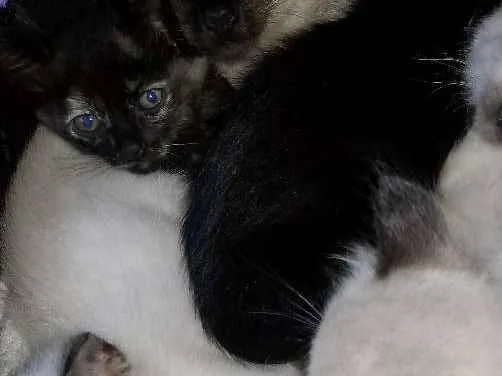 Gato ra a viralata idade 2 a 6 meses nome Mãe meg