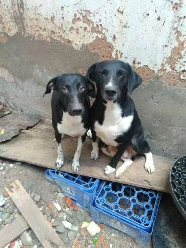 Cachorro raça SRD idade 2 anos nome Sem nome